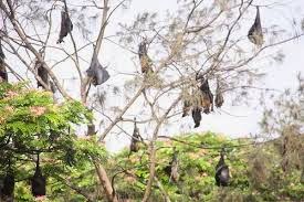 bats on trees